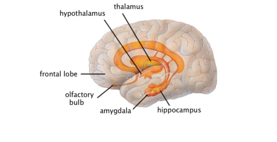 Thalamus